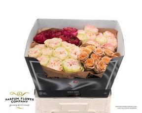 Rosa gr overig