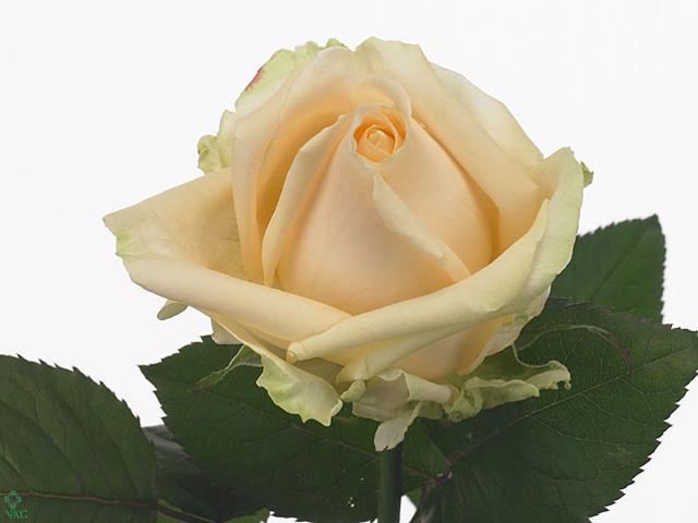 Rosa gr peach avalanche