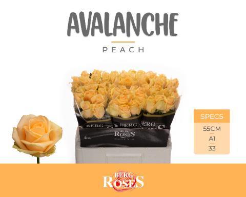 Rosa gr peach avalanche
