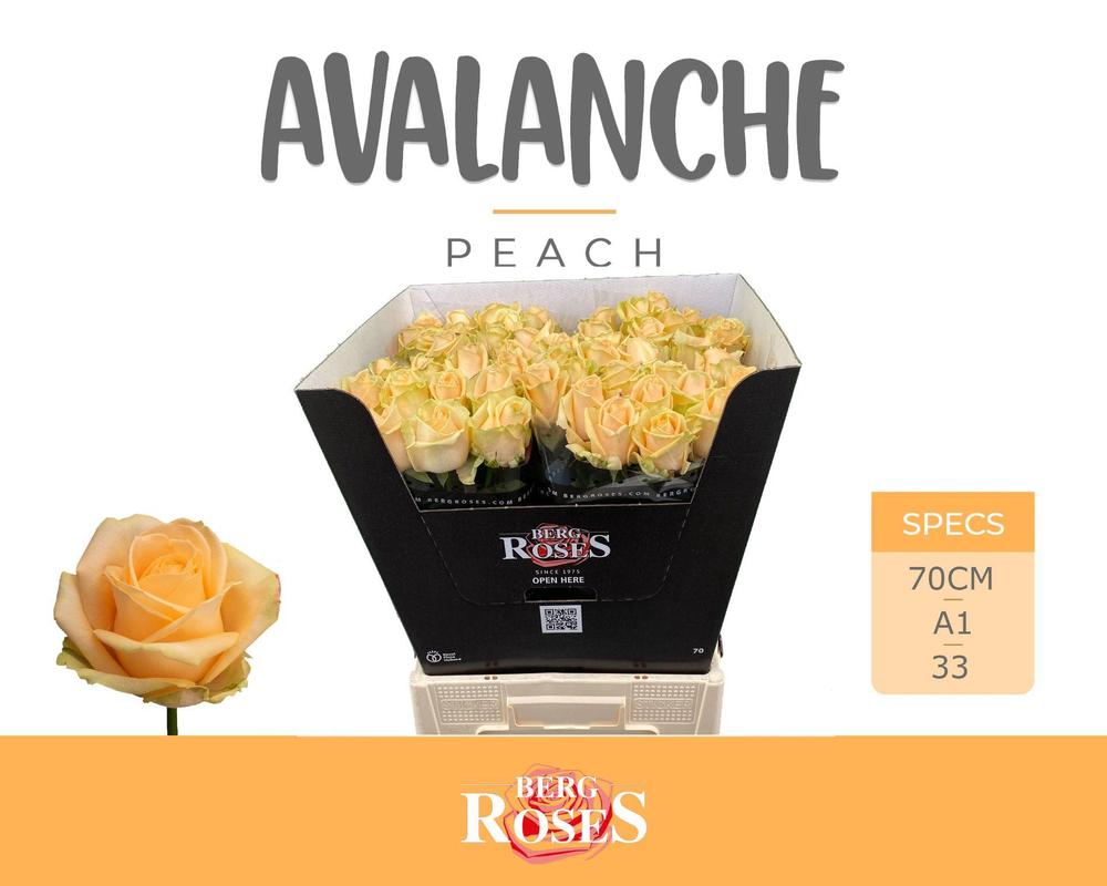 Rosa gr peach avalanche
