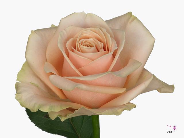 Rosa gr pearl avalanche