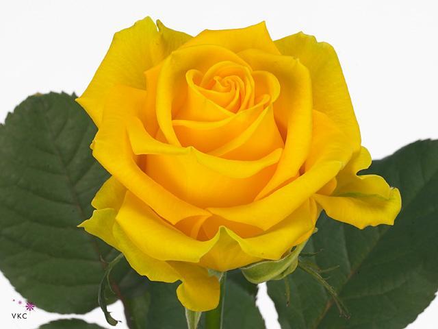Rosa gr penny lane