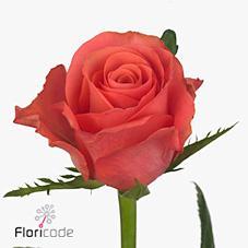 Rosa gr pink tacazzi+