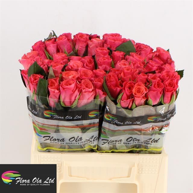 Rosa gr pink tacazzi+