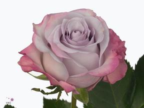 Rosa gr purple haze