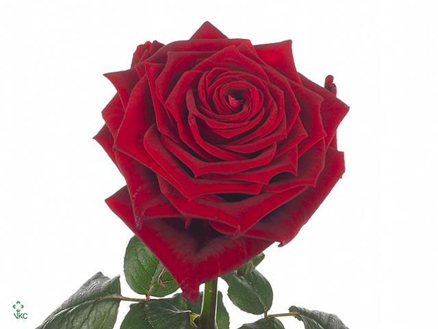 Rosa gr red naomi!