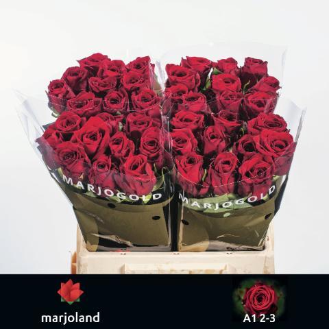 Rosa gr red naomi!