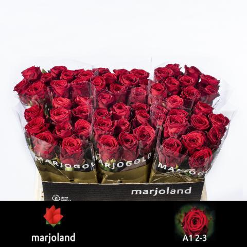 Rosa gr red naomi!