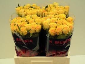 Rosa gr sphinx gold