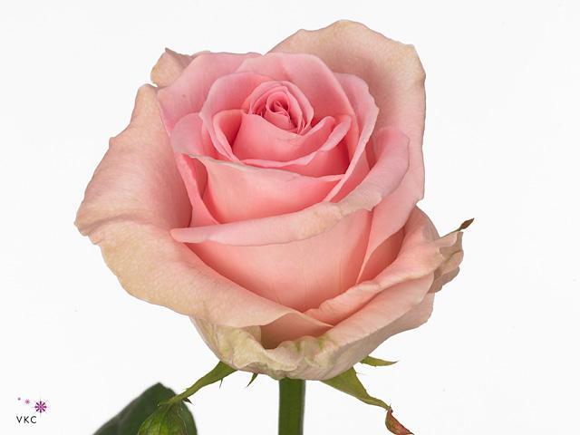 Rosa gr sweet dolomiti