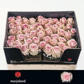 Rosa gr sweet dolomiti