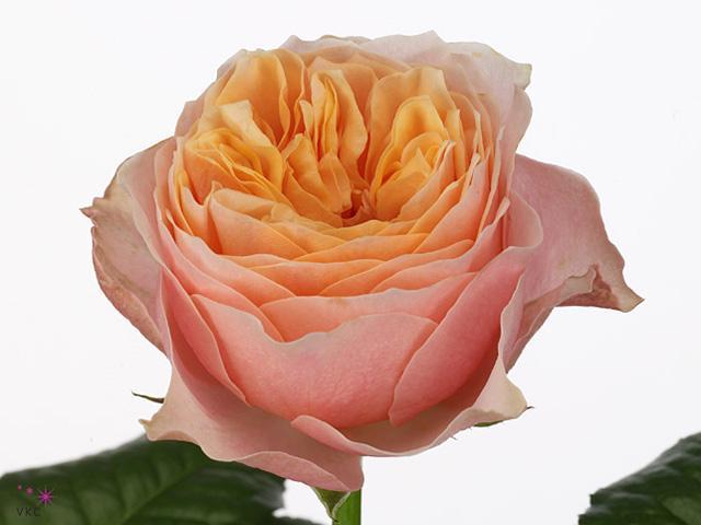 Rosa gr garden vuvuzela