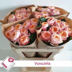 Rosa gr garden vuvuzela