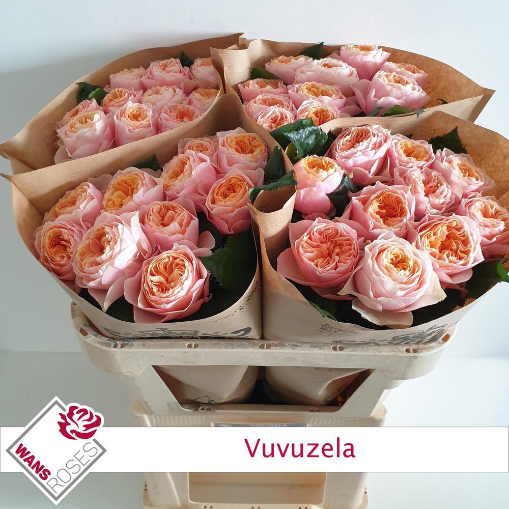 Rosa gr garden vuvuzela