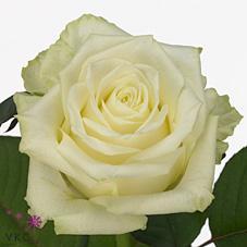 Rosa gr white naomi