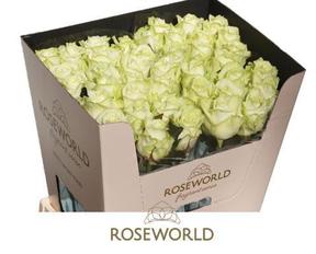 Rosa gr white naomi