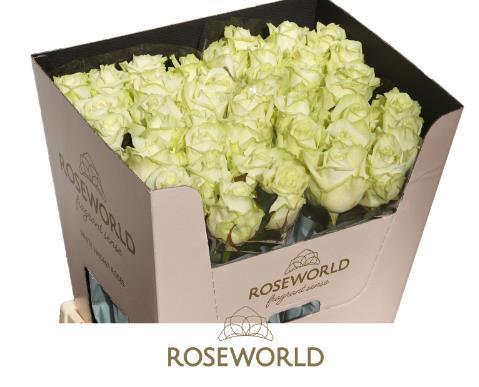 Rosa gr white naomi