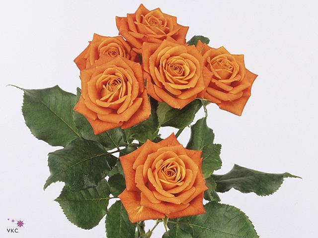 Rosa tr babe