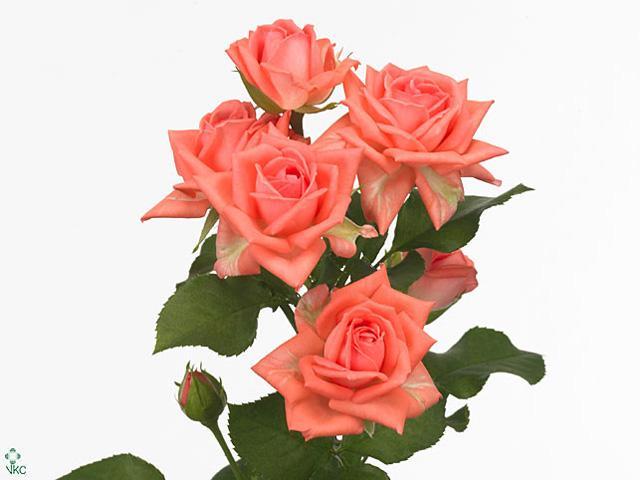 Rosa tr barbados