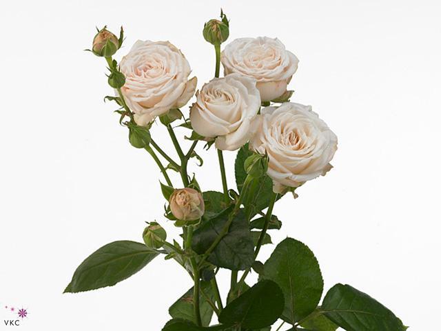 Rosa tr bombastic