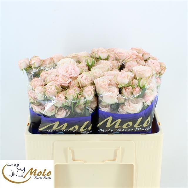 Rosa tr bombastic