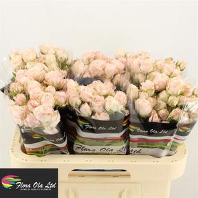 Rosa tr bombastic