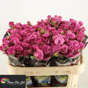Rosa tr fiction
