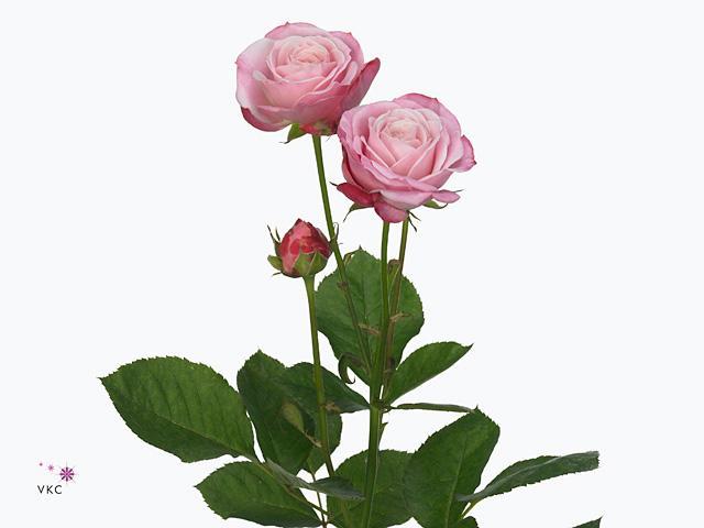 Rosa tr lady bombastic