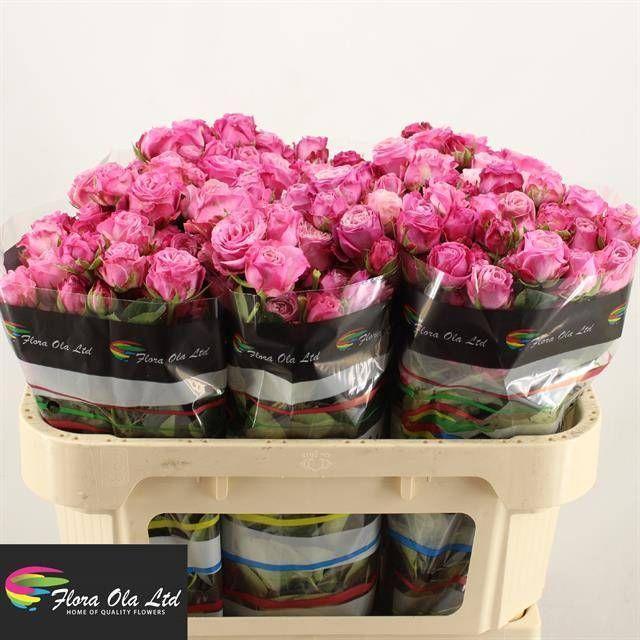 Rosa tr lady bombastic