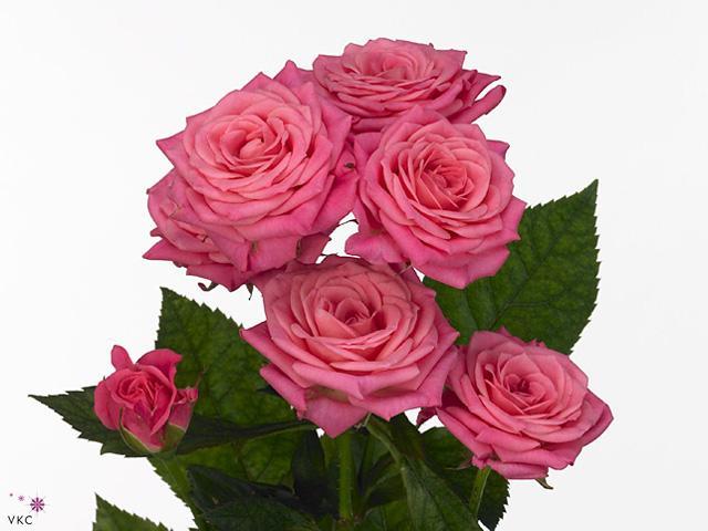 Rosa tr lianne