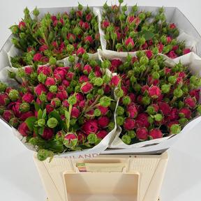 Rosa tr lovely rokoko