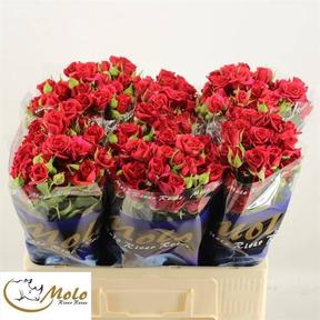 Rosa tr mirabel