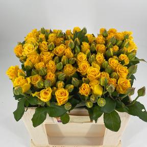 Rosa tr overig