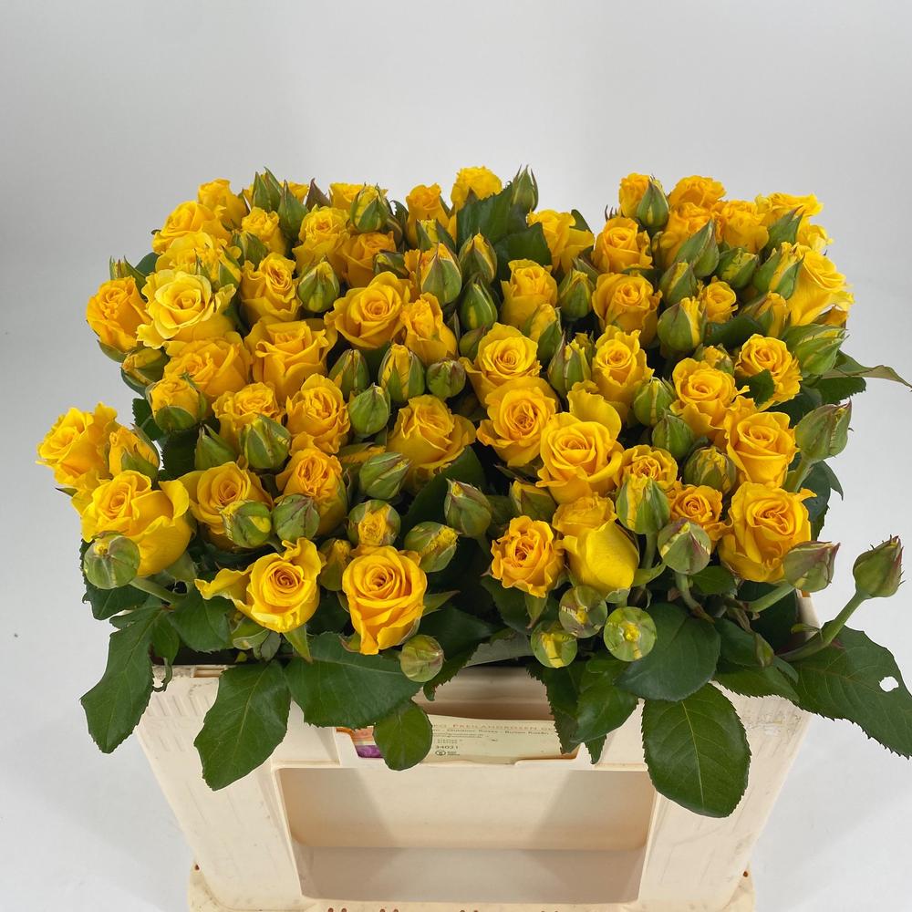Rosa tr overig