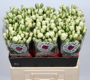 Rosa tr snowflake