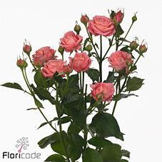 Rosa tr sweet bubbles