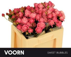 Rosa tr sweet bubbles
