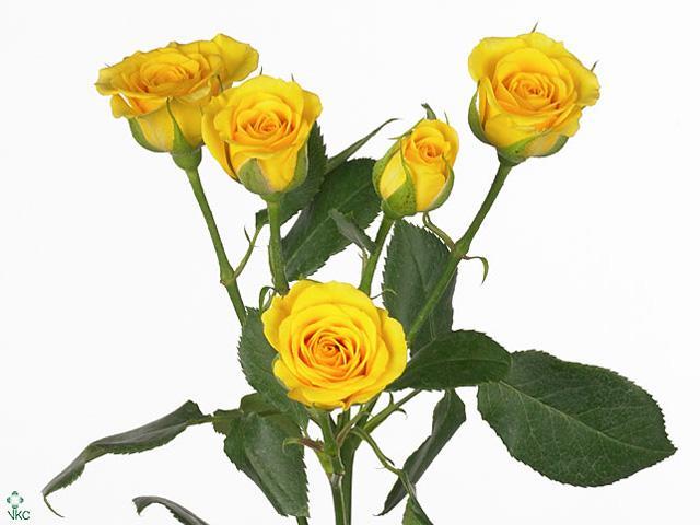 Rosa tr yellow babe
