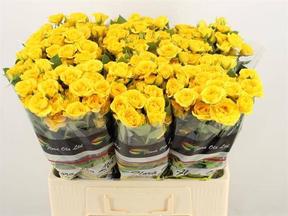 Rosa tr yellow babe