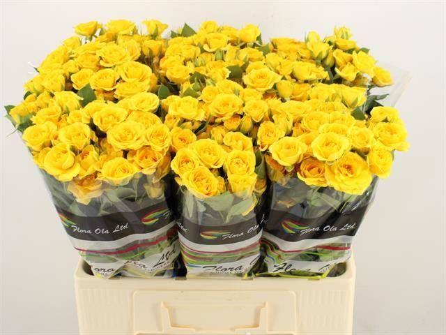 Rosa tr yellow babe