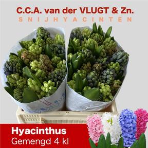 Hyacinthus 4 colors mixed