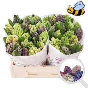 Hyacinthus 4 colors mixed