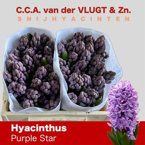 Hyacinthus purple star