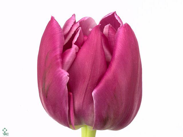 Tulp du double princess