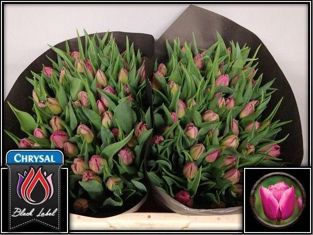 Tulp du double princess