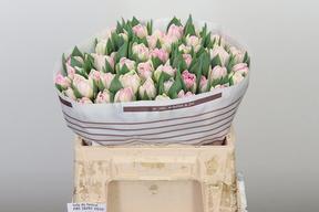 Tulp du foxtrot