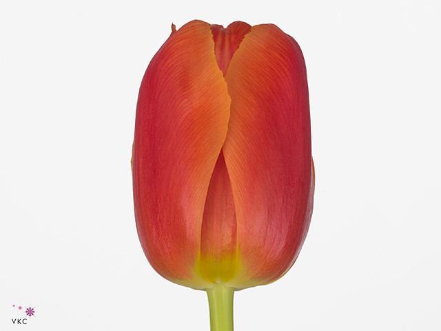 Tulp du icoon
