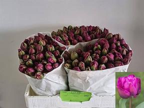 Tulp du purple piony