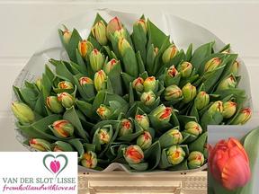 Tulp du queensday