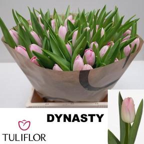 Tulp en dynasty